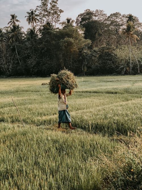 Authentic Ceylon