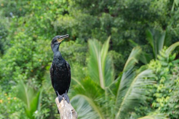 Wildlife Zones