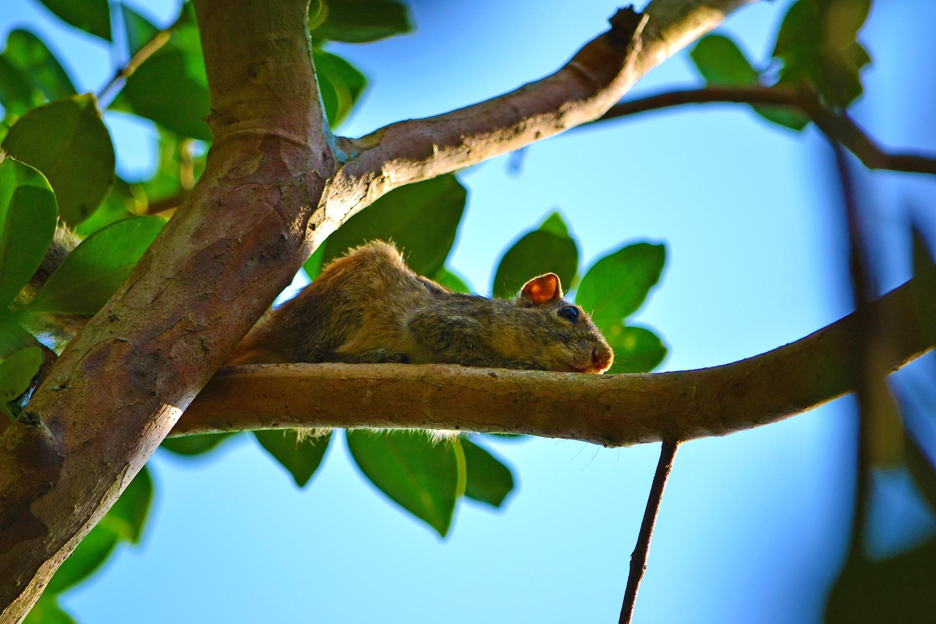 Wildlife Zones
