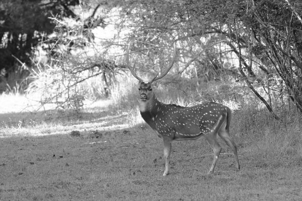 Wildlife Zones