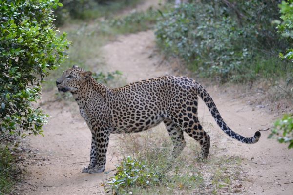Wildlife Zones